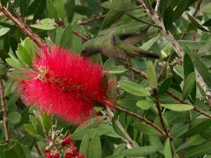 Der Kolibri - hier auch Picaflor genannt - ist ein faszinierender Flieger, macht es dem Fotografen aber extrem schwer